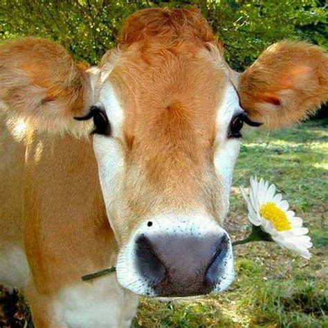 cute cow image|More.